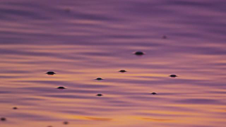 600mm Canon Lens + 2X Converter + 4K Video Shot by Red Epic = Stunning Moving Pictures